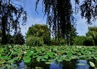 bassin aquatique (3)
